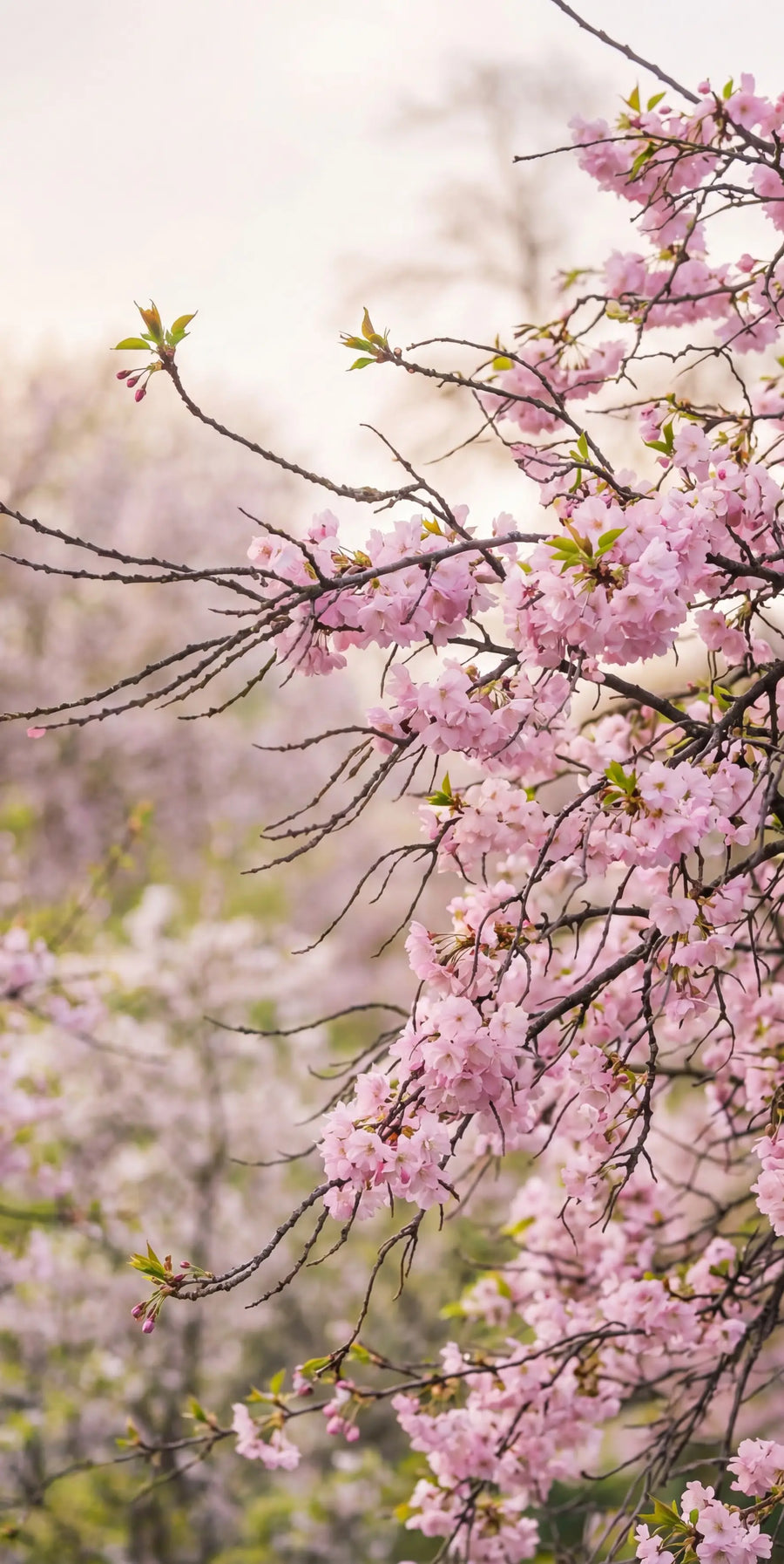 Why women are choosing the Japanese Ritual