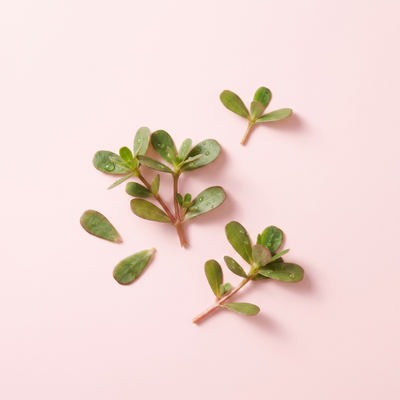 Common Purslane