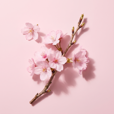 Sakura